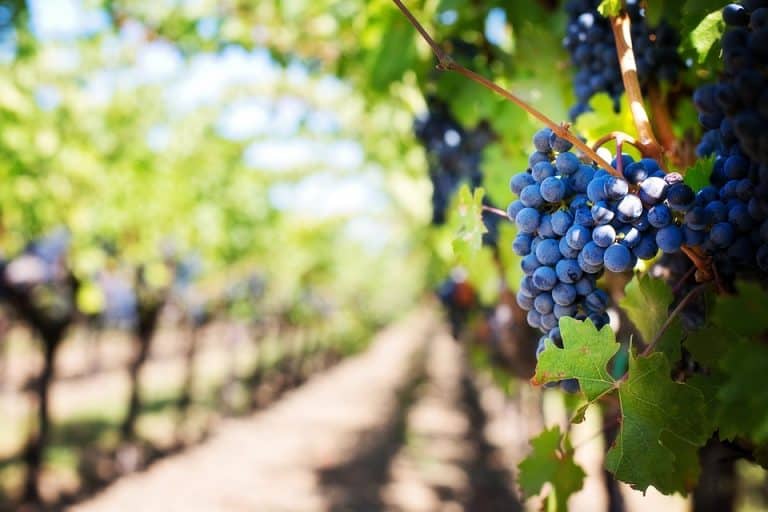 Las Rutas del Vino en España