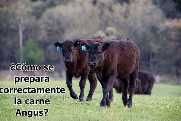 preparar correctamente la carne angus