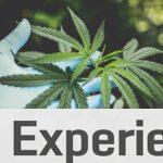 ¿Qué debes hacer para ser un mayorista de CBD?