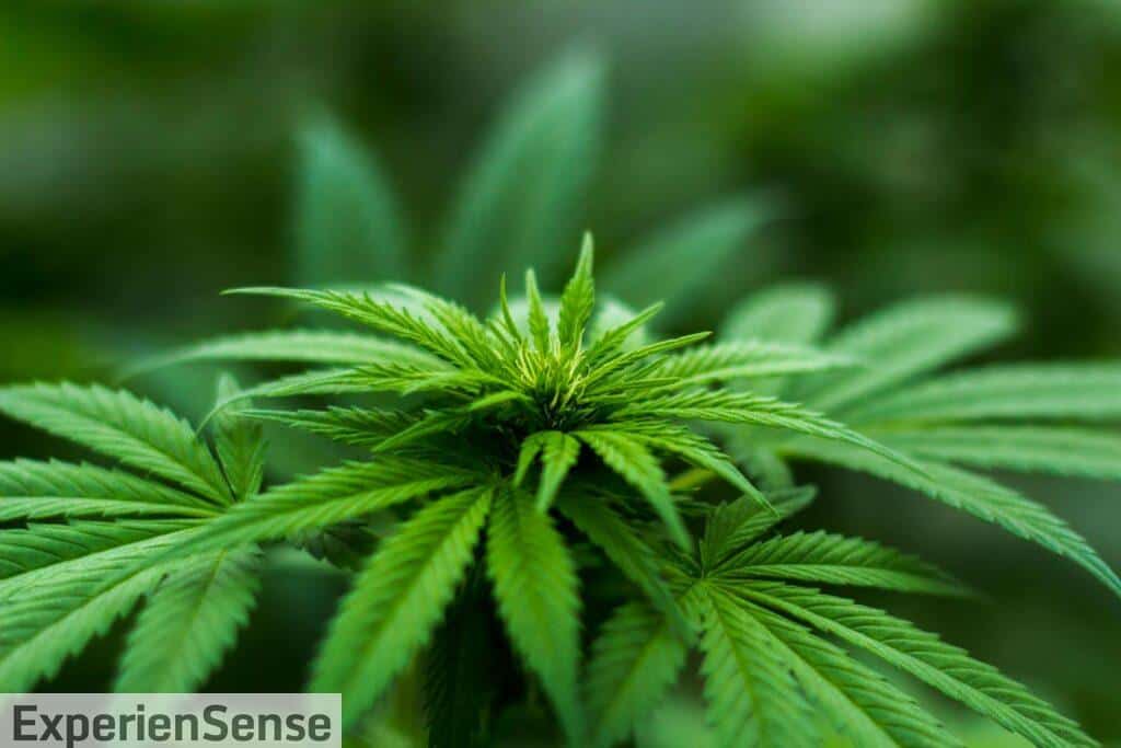 ser un mayorista de CBD