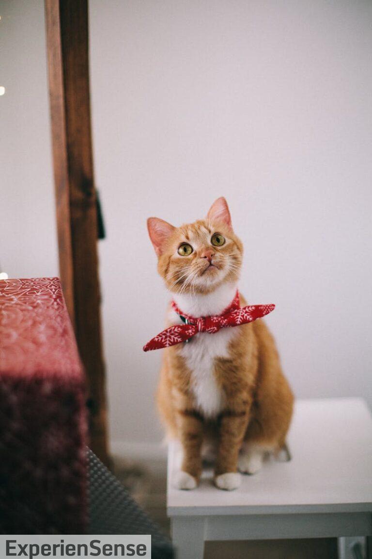 mascota