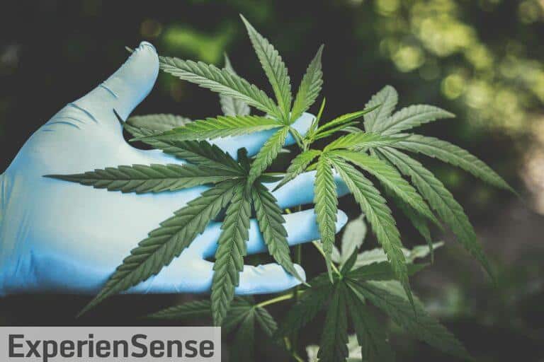 Porcentajes de aceite de CBD que puedes encontrar en Portugal